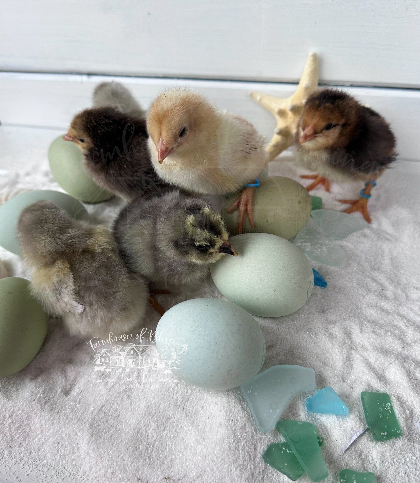 Coastal Blues - Day Old Chicks