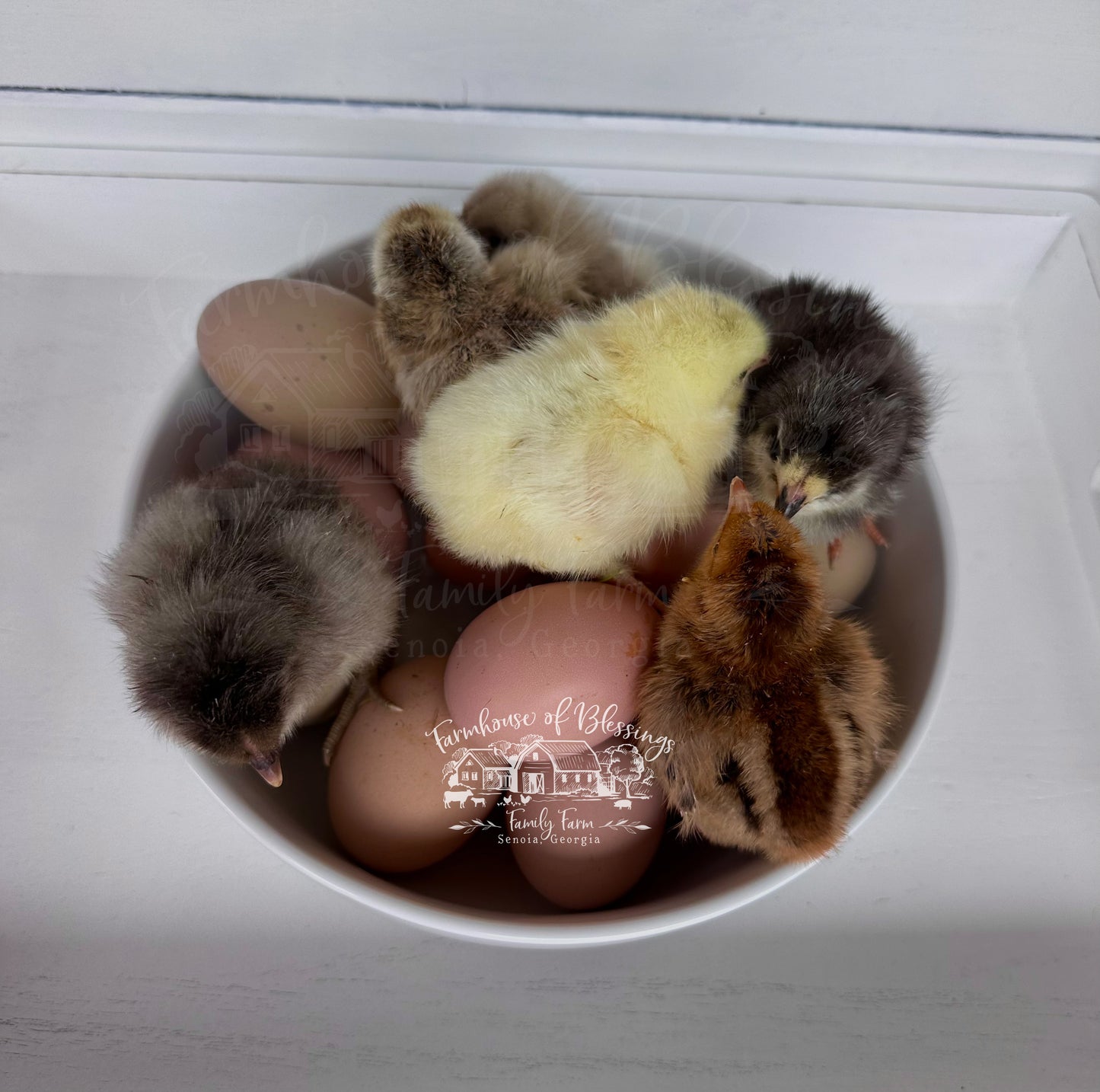 Heavy Bloom - Frosted Bloomers- Blush and Dusty Rose Eggers - Day Old Chicks
