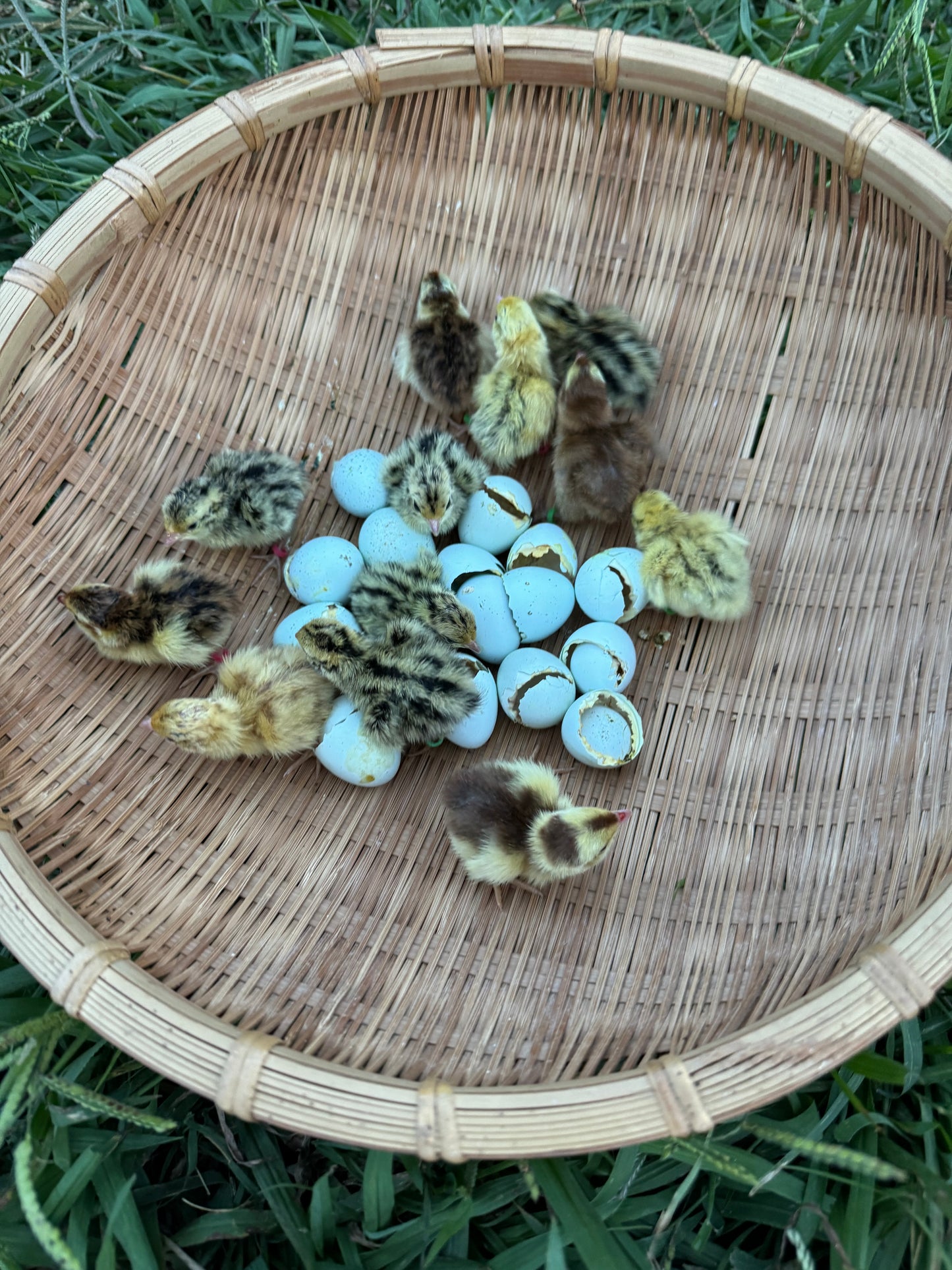 Standard Quail Hatching Eggs