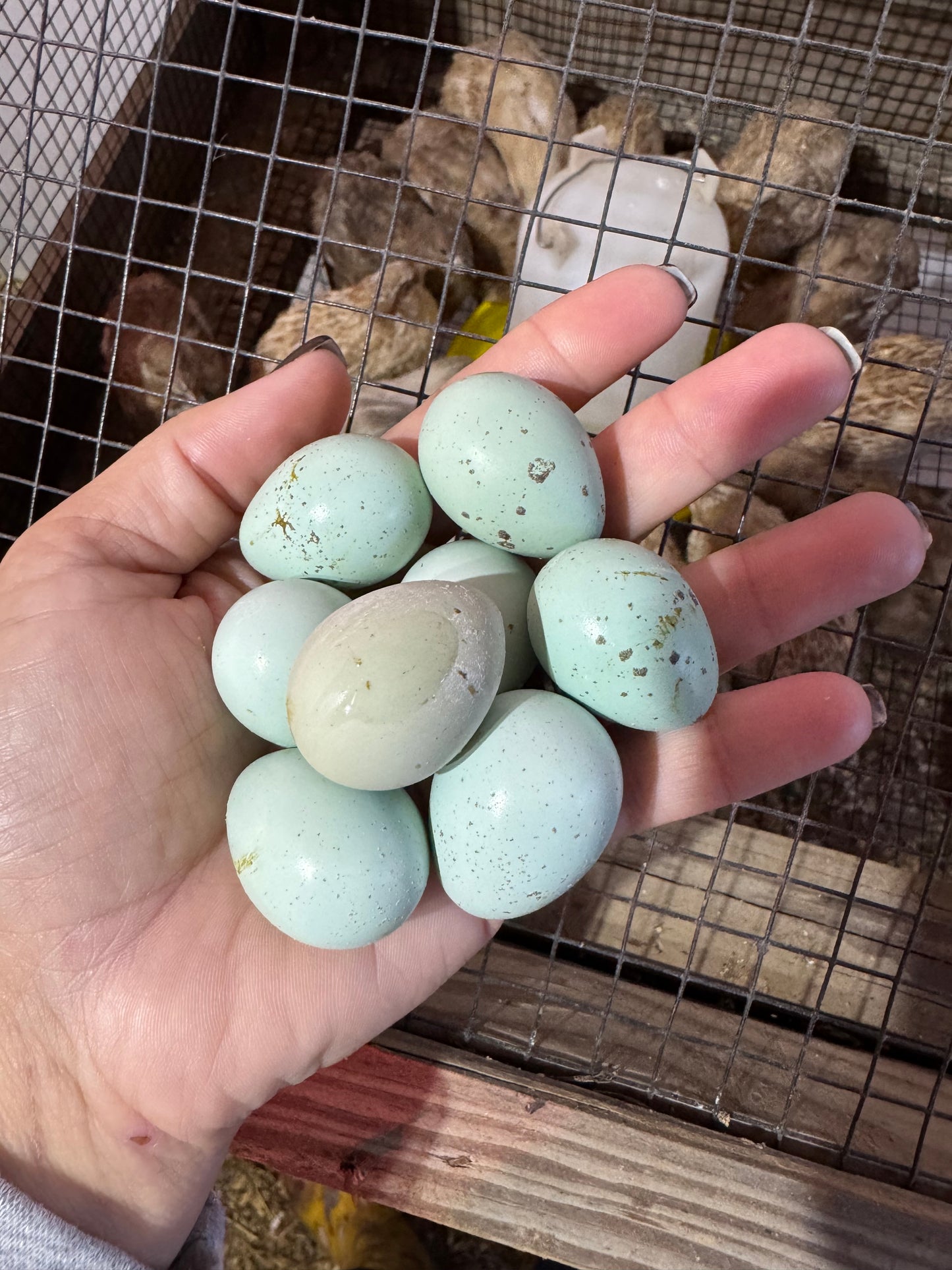 Standard Quail Hatching Eggs