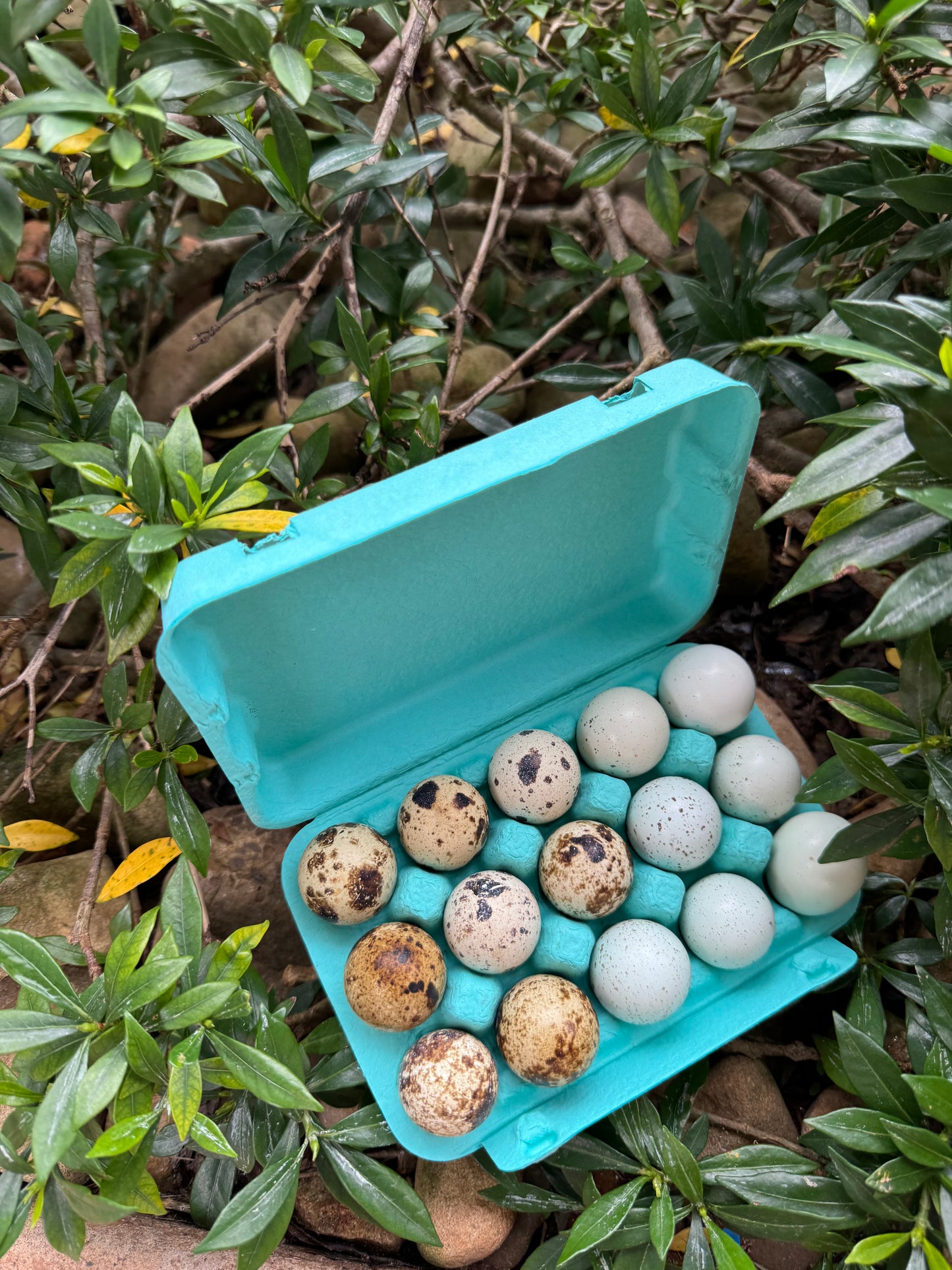Jumbo Quail Hatching Eggs