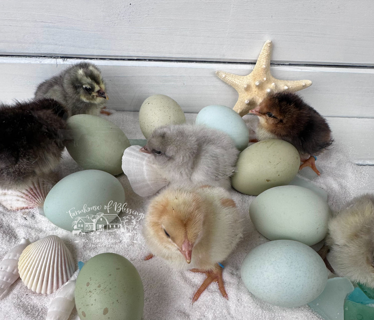 Coastal Blues - Day Old Chicks