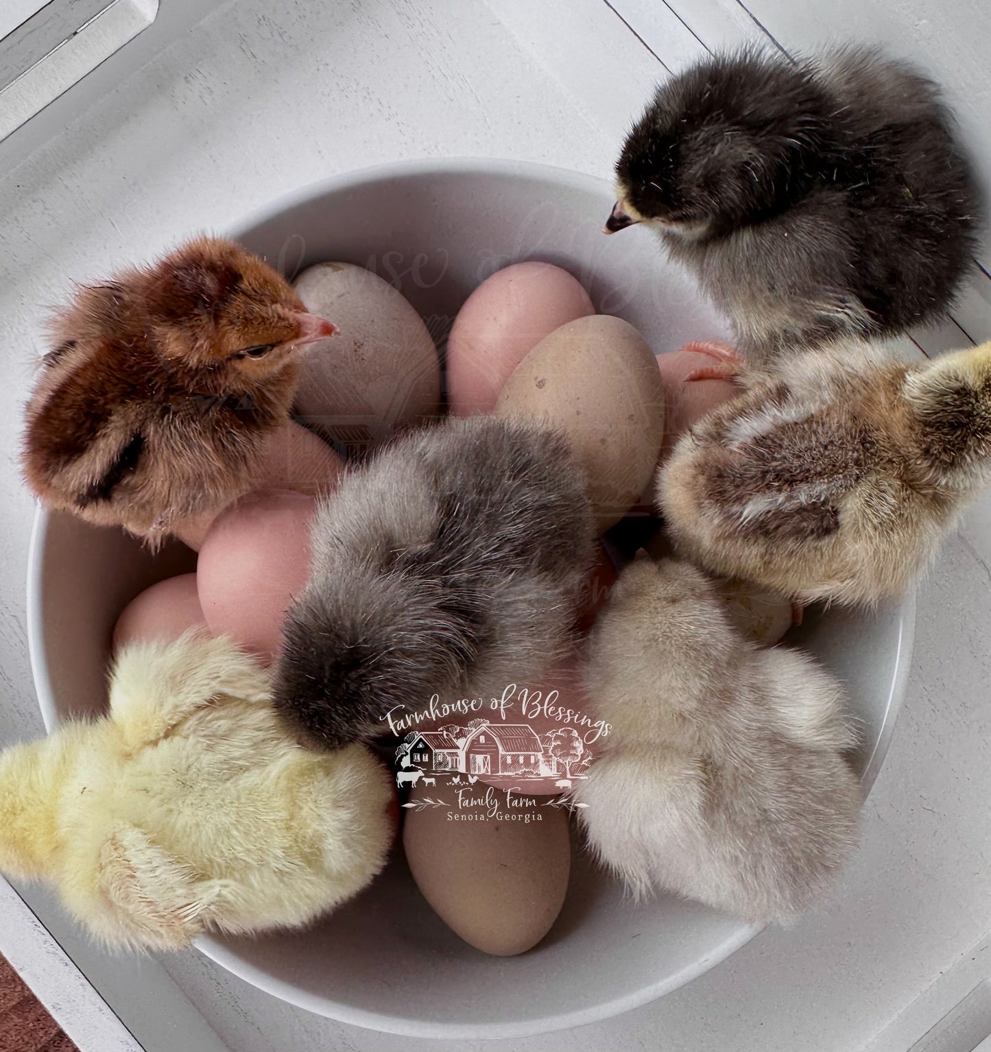 Heavy Bloom - Frosted Bloomers- Blush and Dusty Rose Eggers - Day Old Chicks