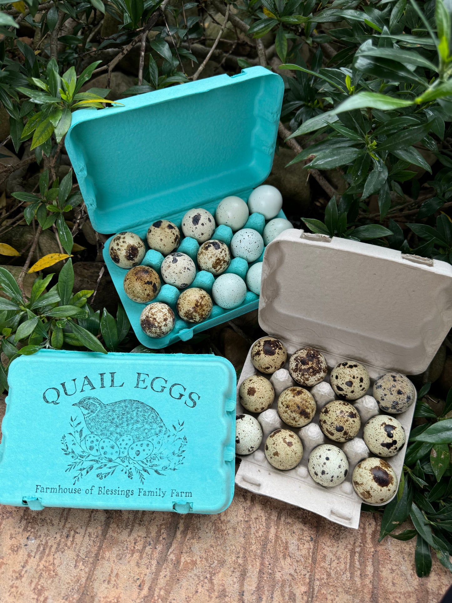 Jumbo Quail Hatching Eggs