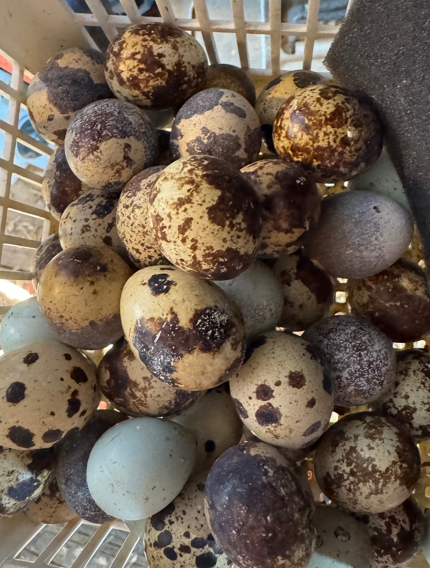 Jumbo Quail Hatching Eggs