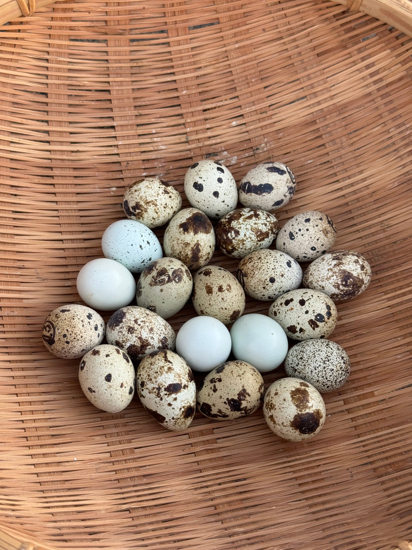 Jumbo Quail Hatching Eggs