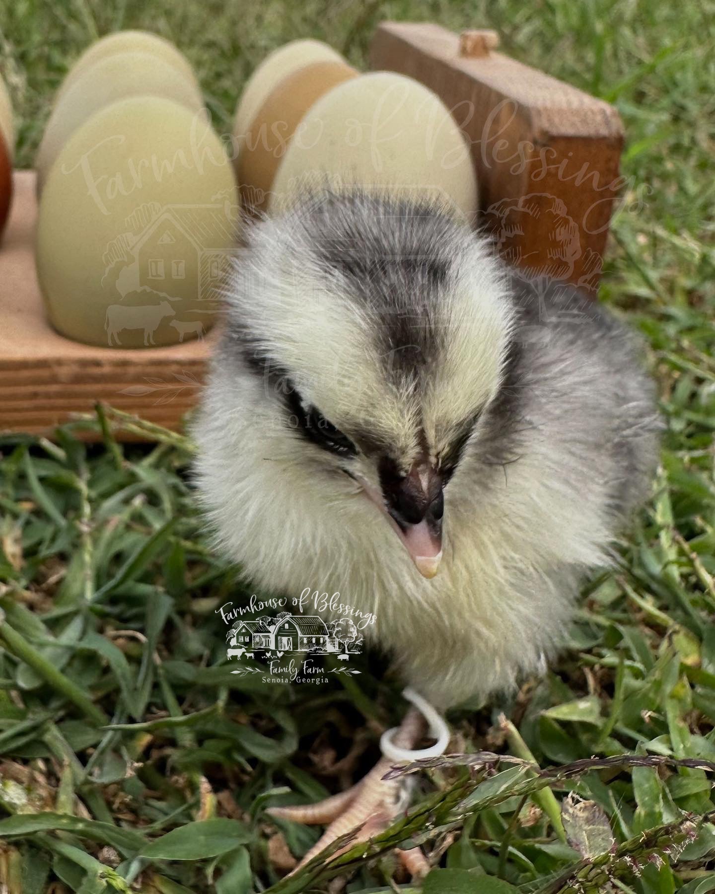 Rustic Eggers - Day Old Chicks
