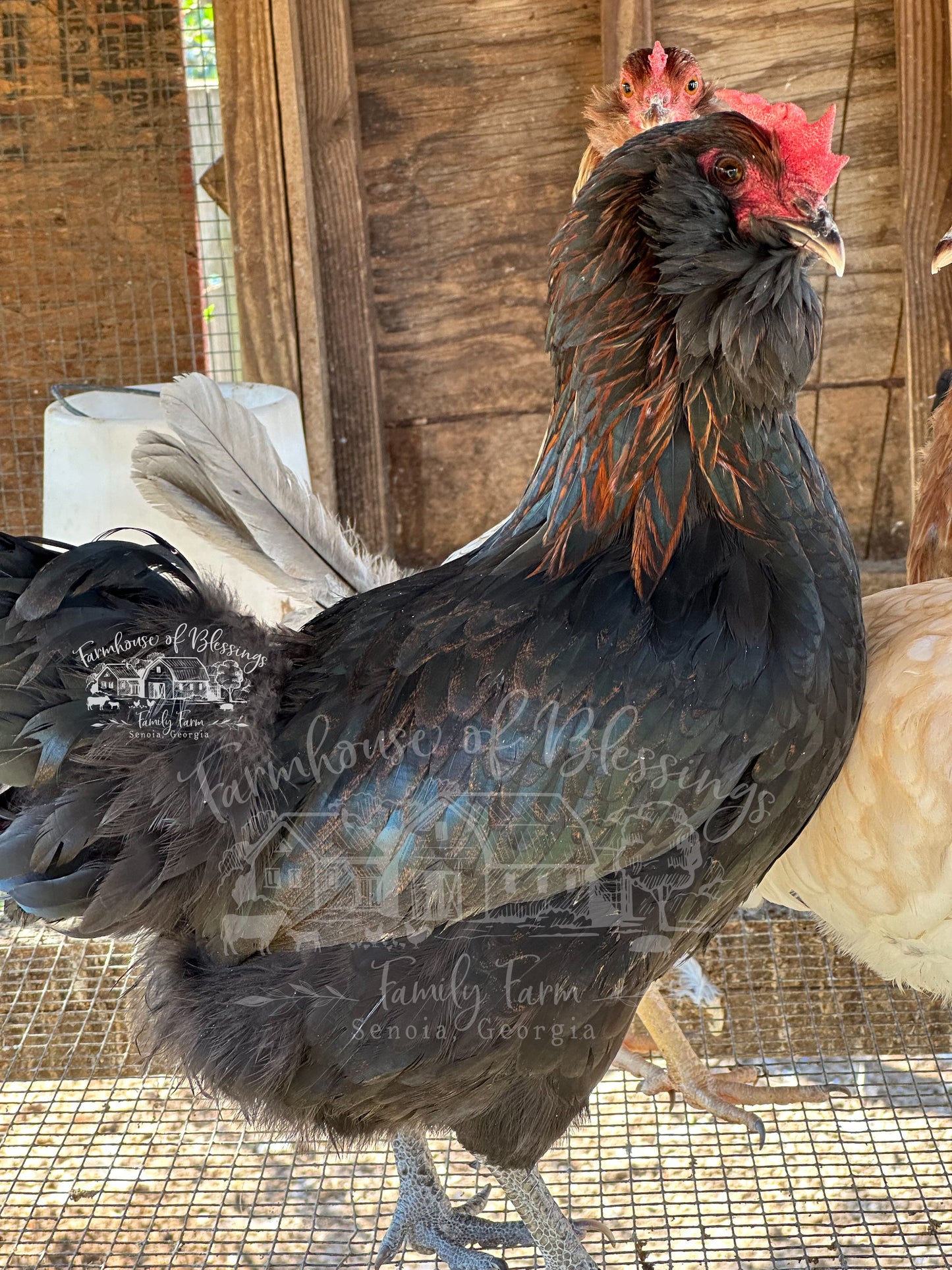 Coastal Blues - Hatching Eggs - 1/2 dozen