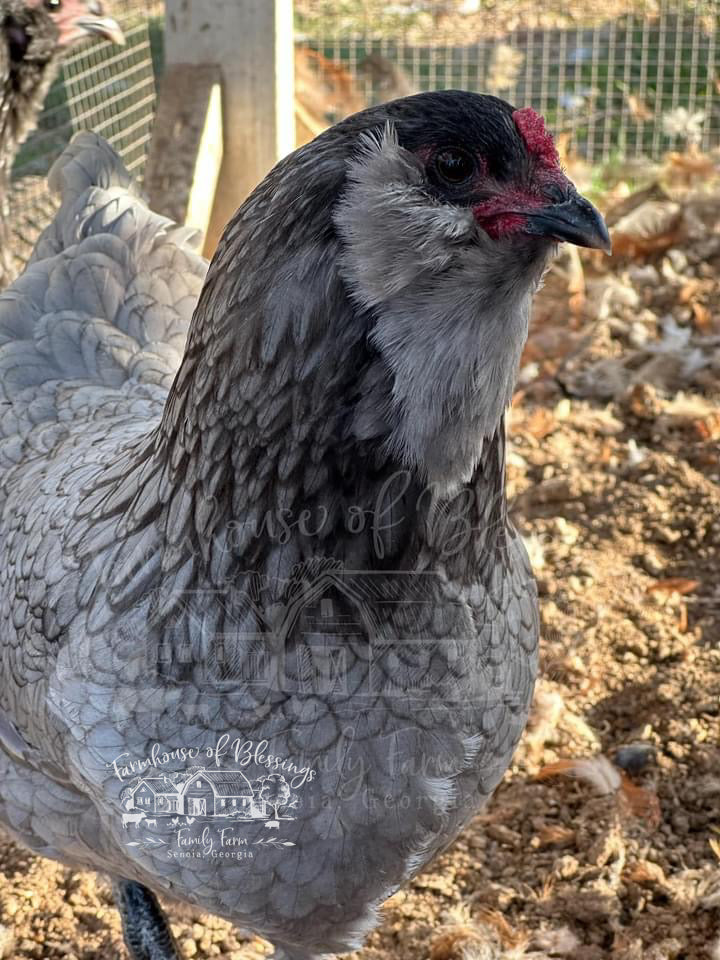 Coastal Blues - Hatching Eggs - 1/2 dozen