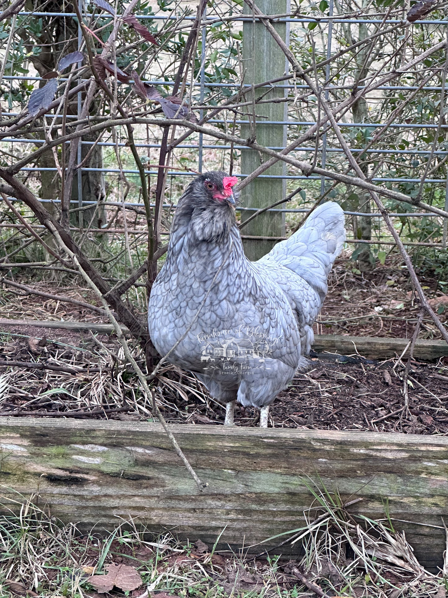 Coastal Blues - Day Old Chicks