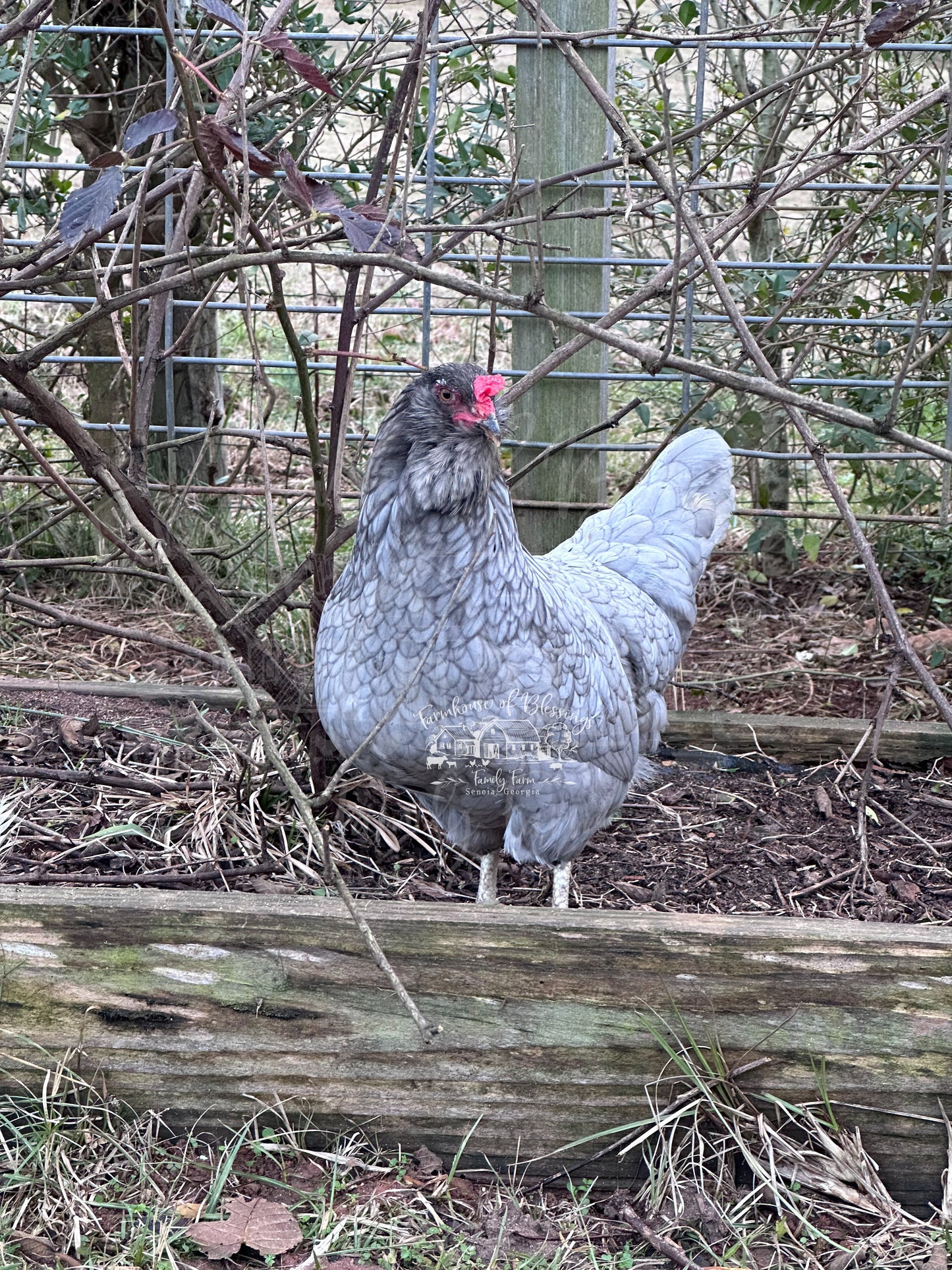 Coastal Blues - Hatching Eggs - 1/2 dozen