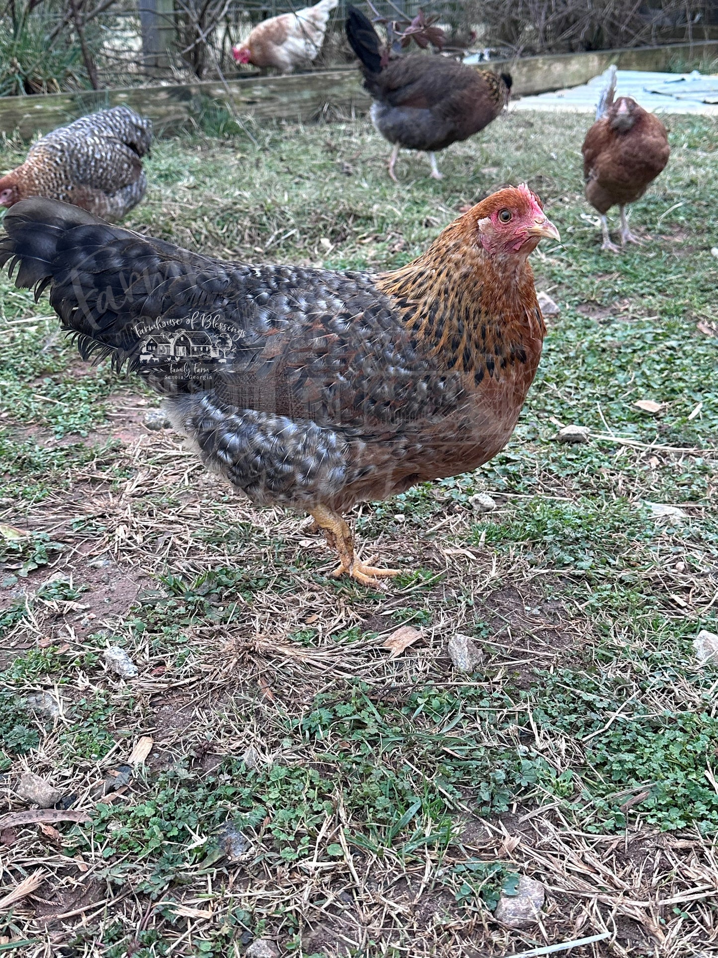 Coastal Blues - Hatching Eggs - 1/2 dozen