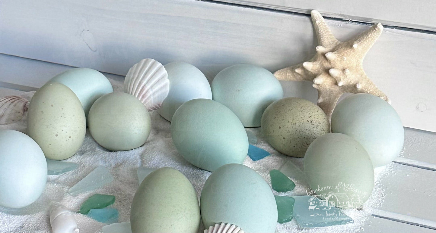 Coastal Blues - Hatching Eggs - 1/2 dozen