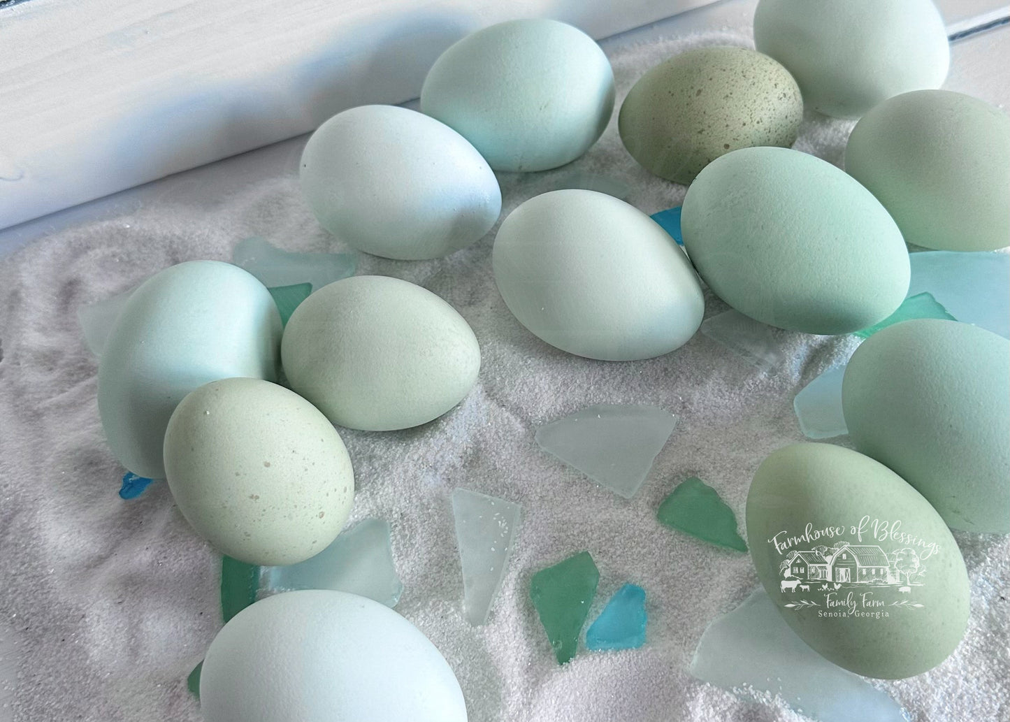 Coastal Blues - Hatching Eggs - 1/2 dozen