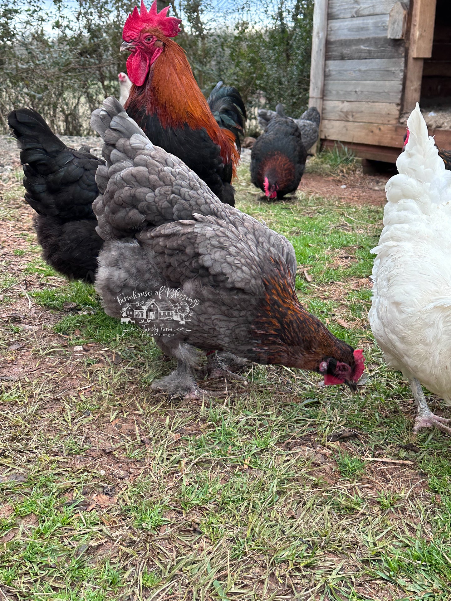Black Copper Marans- Day Old Chicks