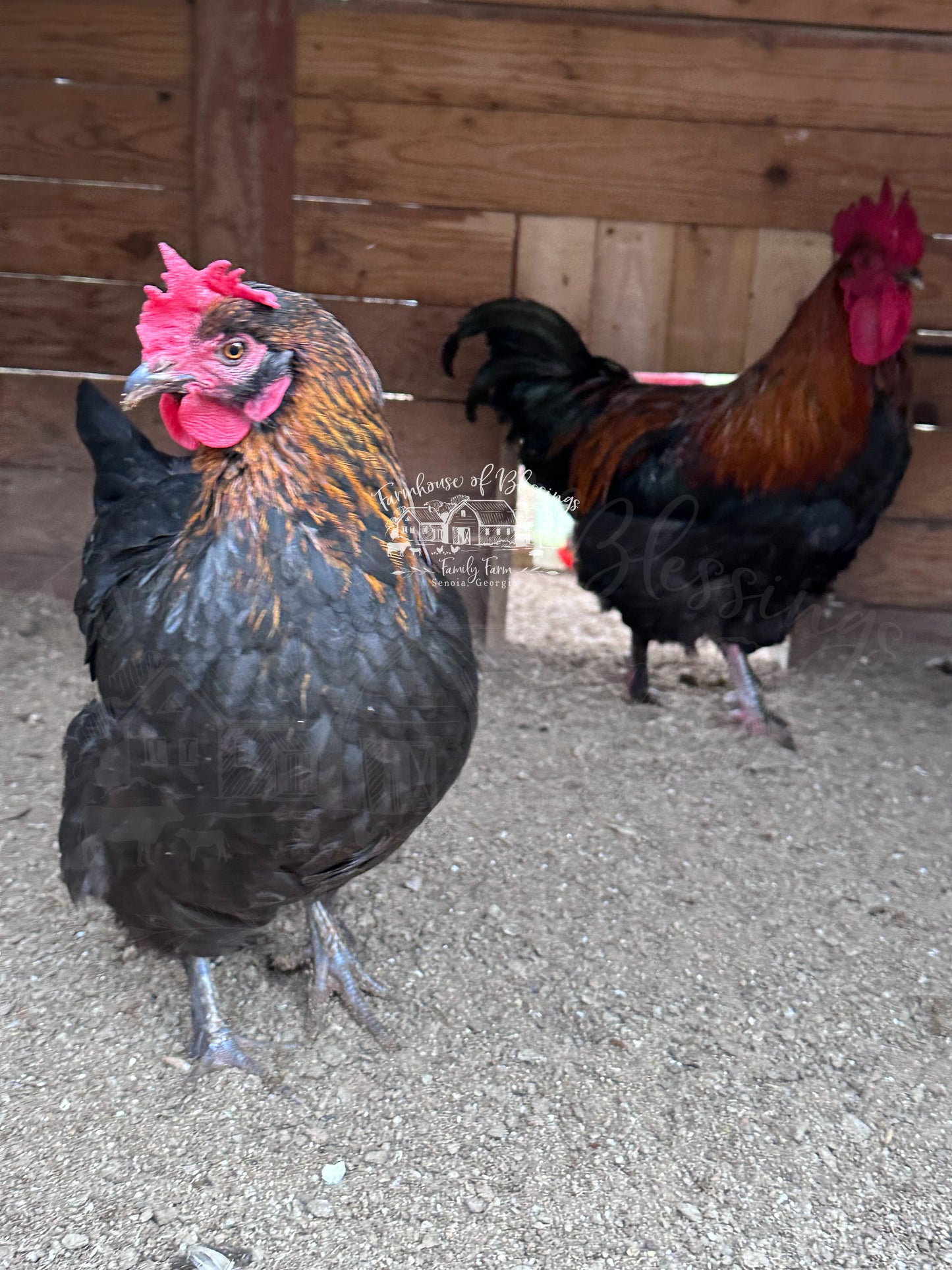 Black Copper Marans- Day Old Chicks