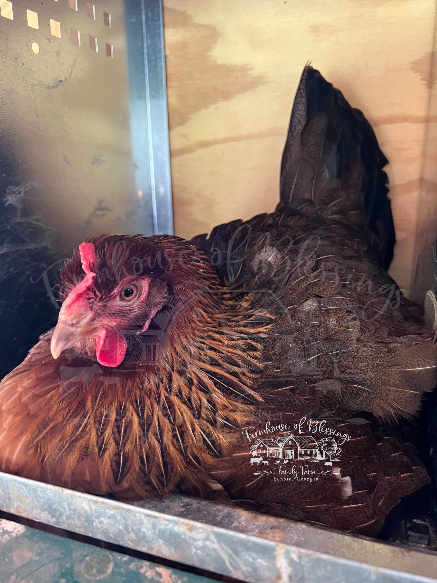 Welsummers - Hatching Egg - 1/2 dozen