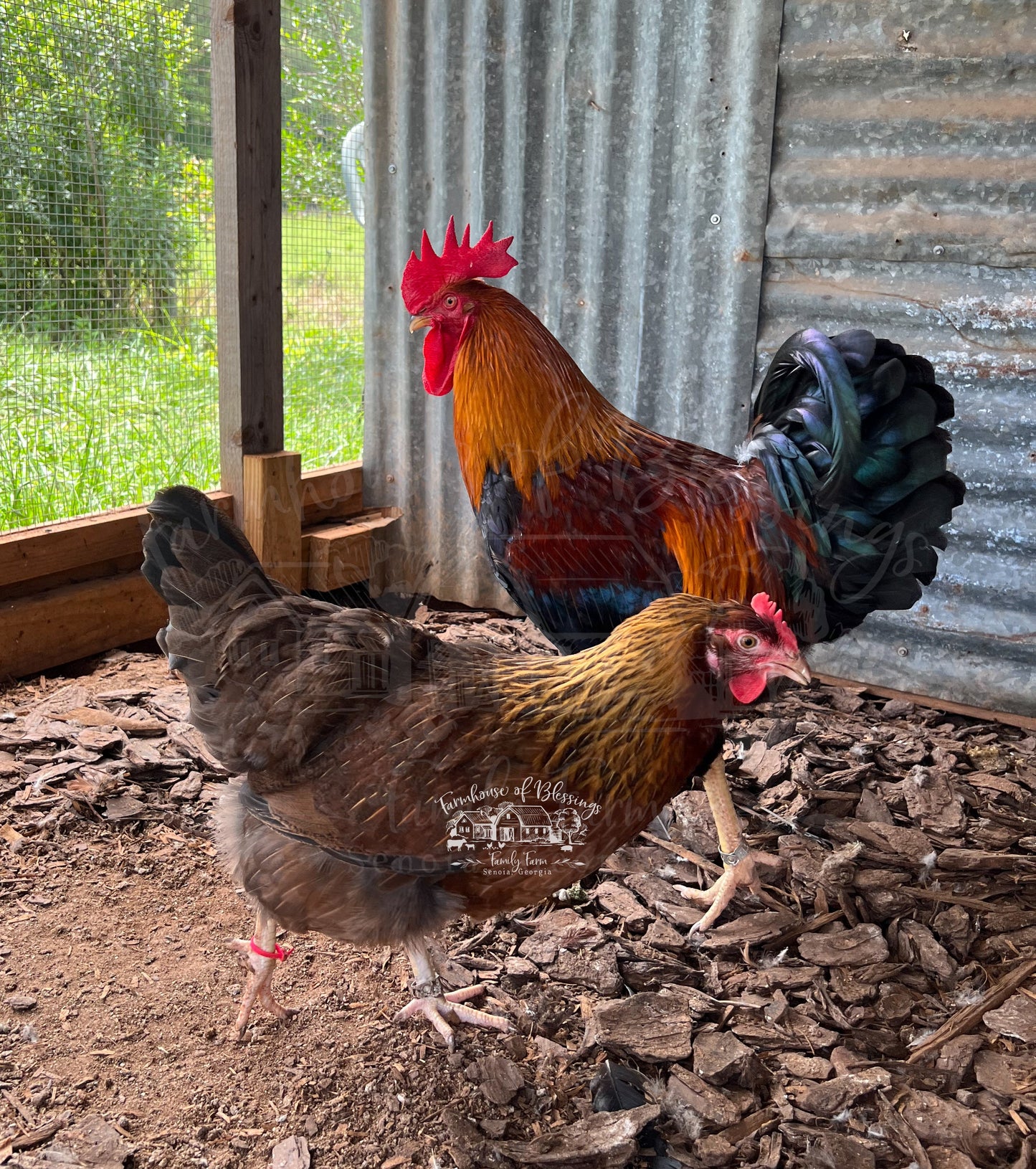 Welsummers - Hatching Egg - 1/2 dozen