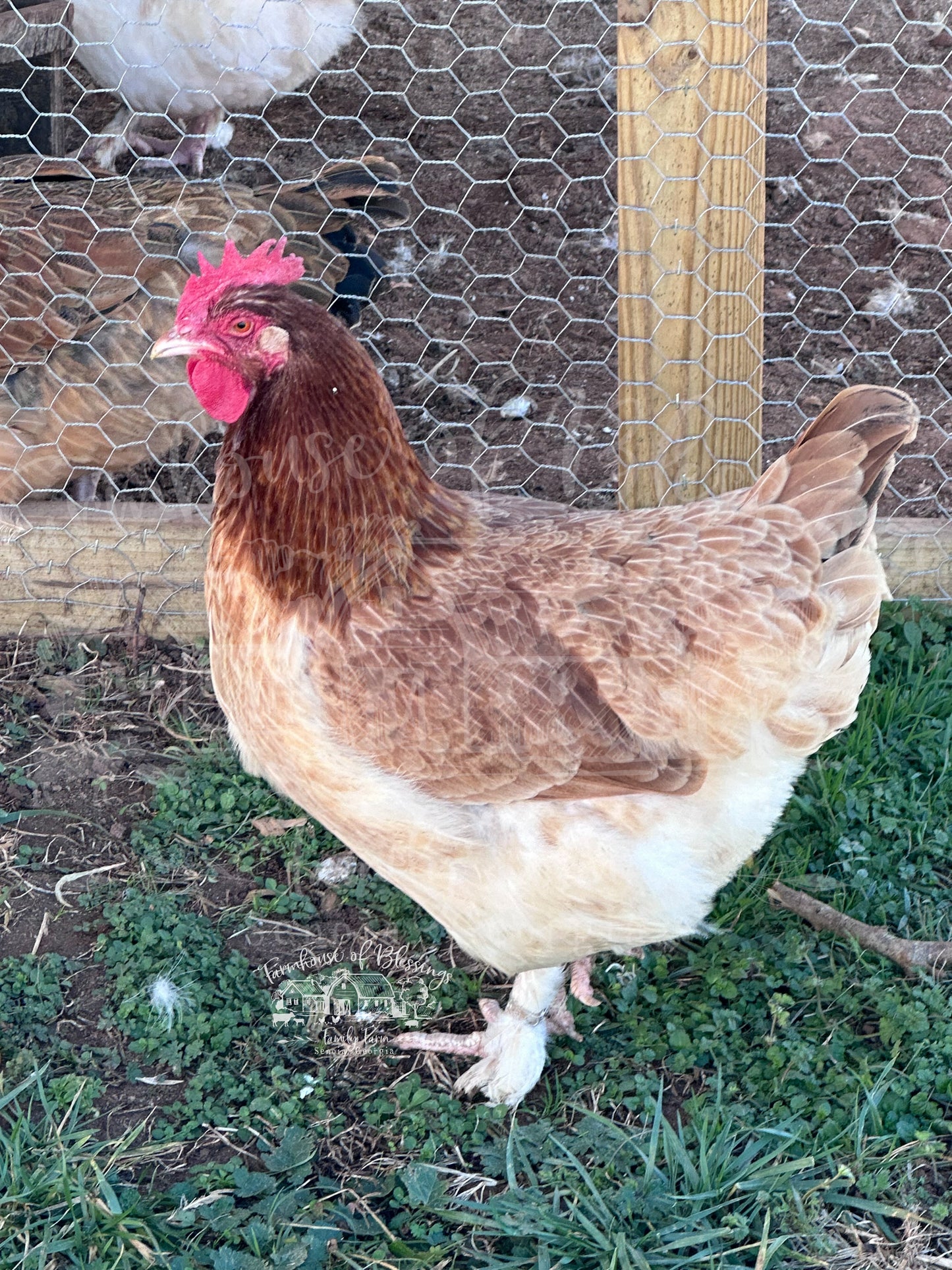 Wheaten Marans - Hatching Eggs - 1/2 dozen