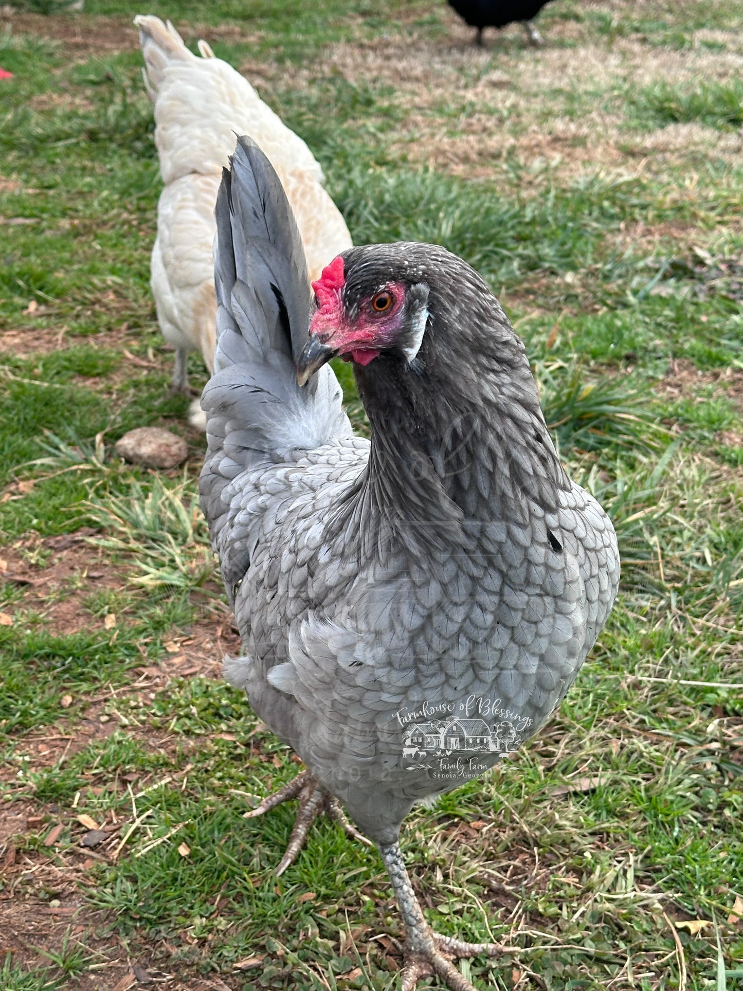 Whiting True Blue - Day Old Chicks