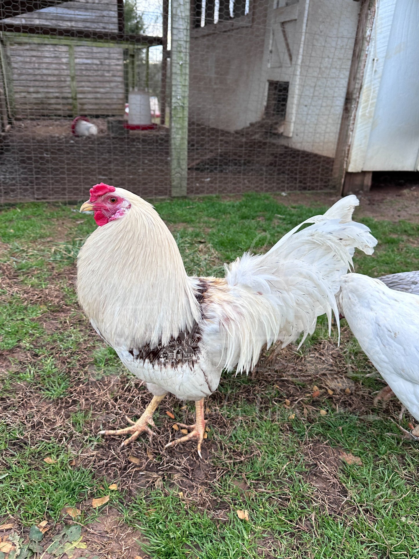 Whiting True Blue - Hatching Eggs - 1/2 dozen