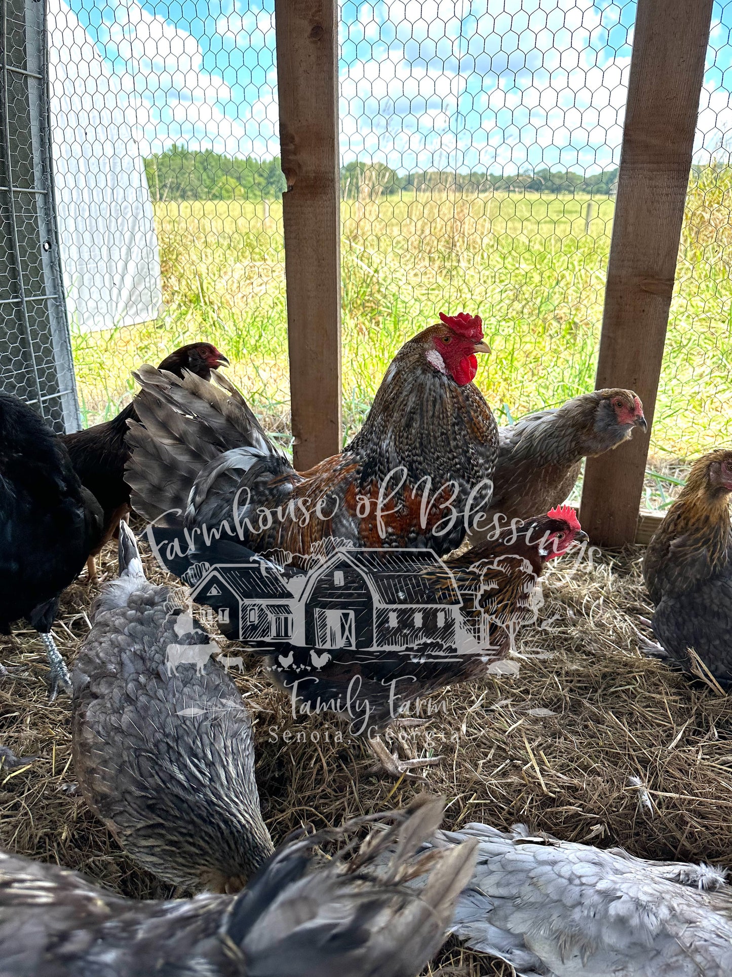 Whiting True Blue - Hatching Eggs - 1/2 dozen