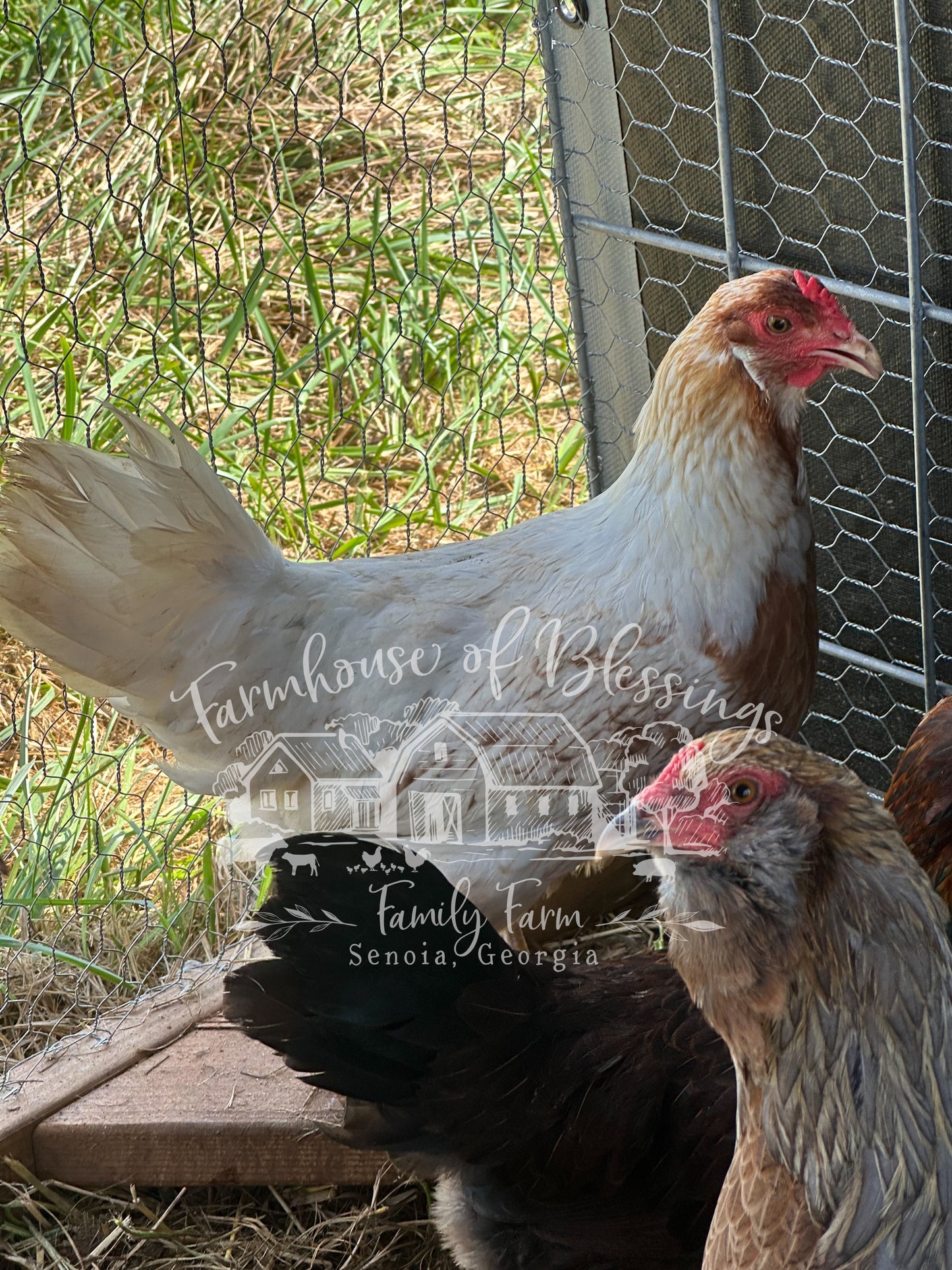 Whiting True Blue - Hatching Eggs - 1/2 dozen