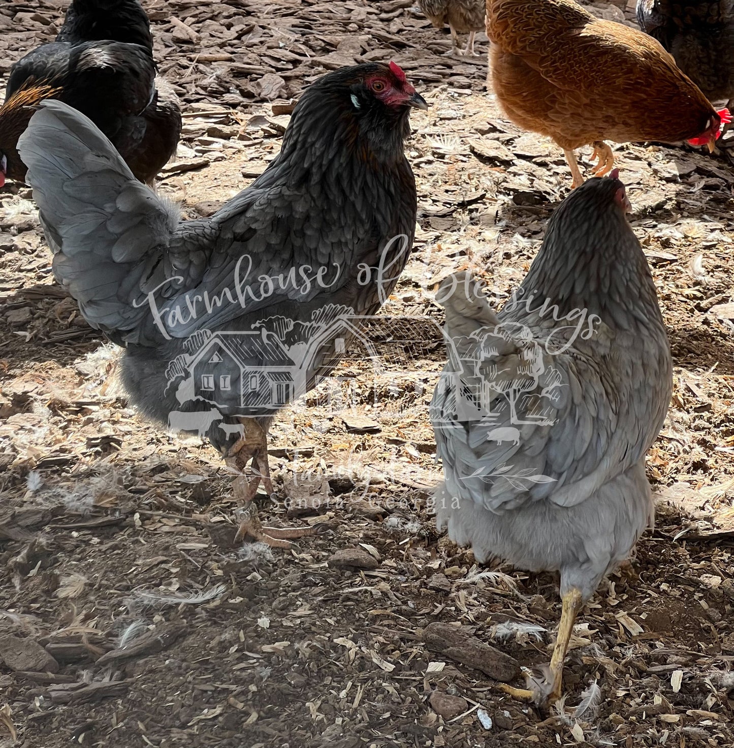 Whiting True Blue - Hatching Eggs - 1/2 dozen