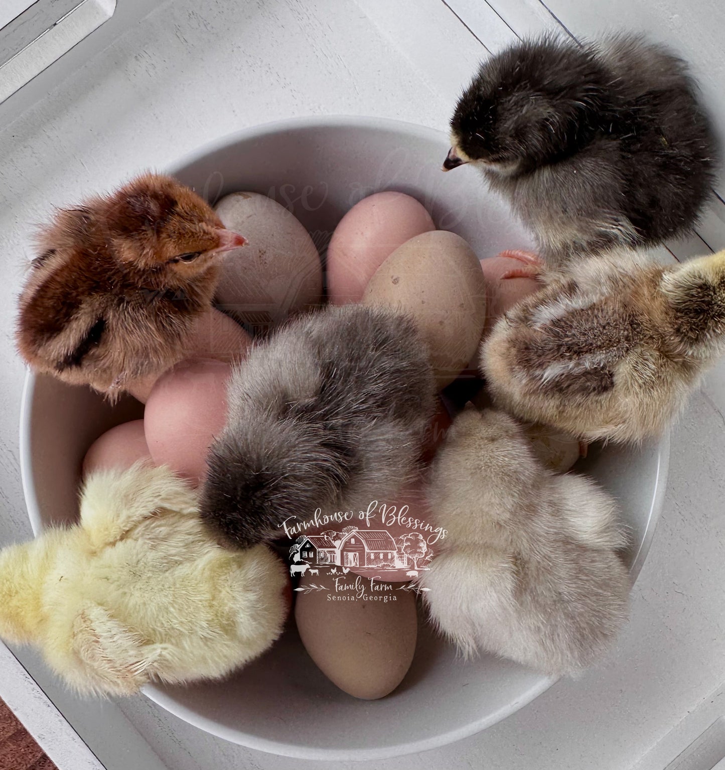 Heavy Bloom - Frosted Bloomers - Day Old Chicks