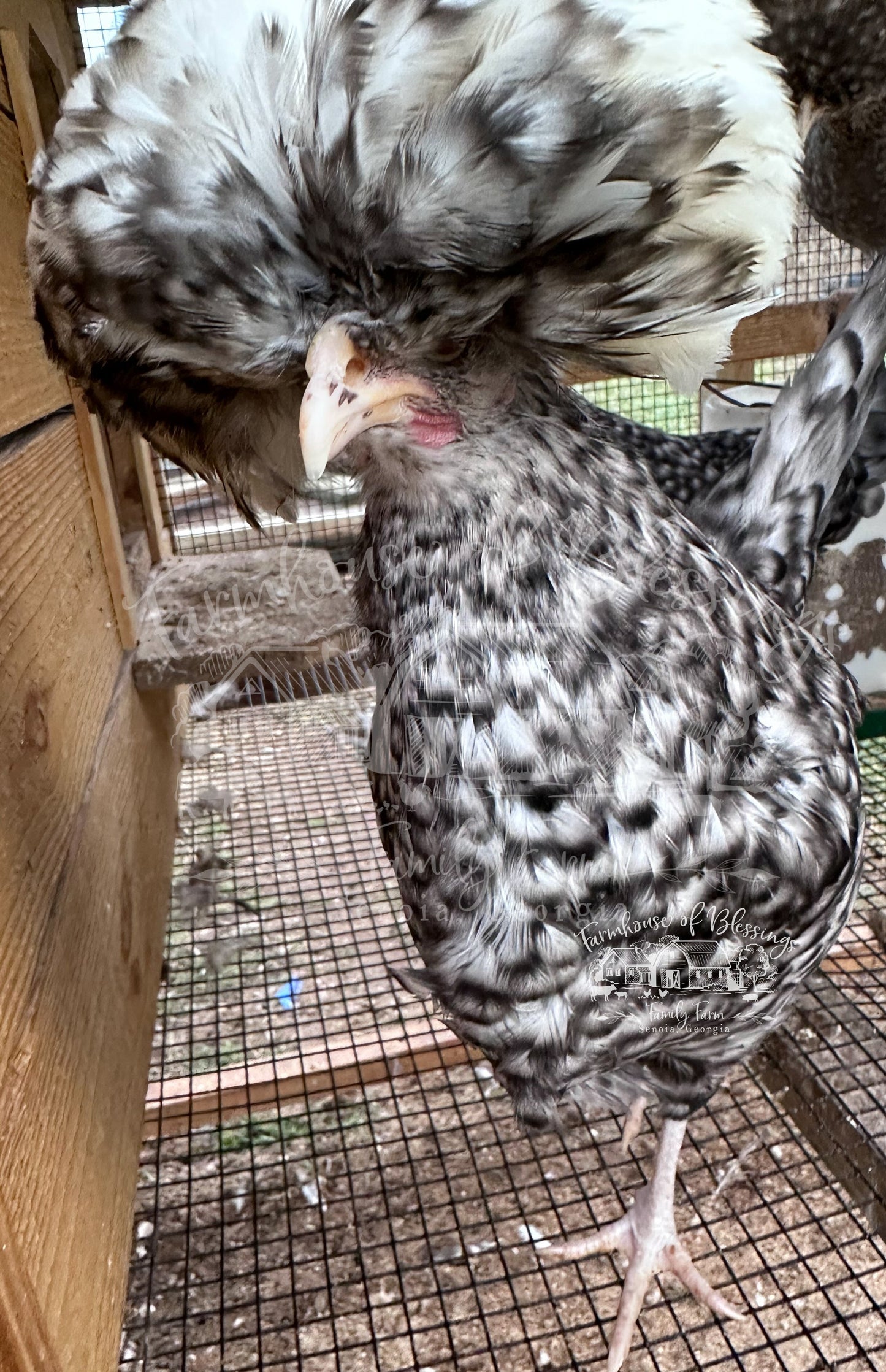 Cuckoo and Khaki Cuckoo Polish - Hatching Eggs