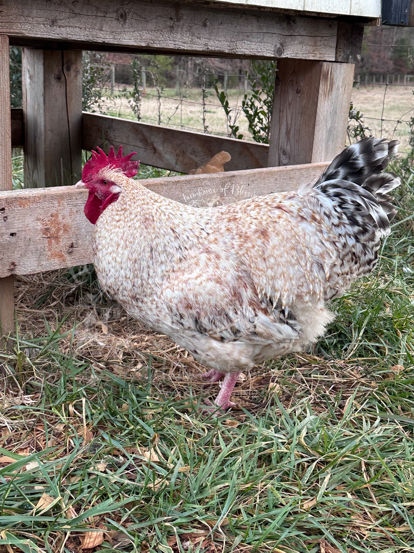 Lemon Cuckoo Niederrheiner- Day Old Chicks