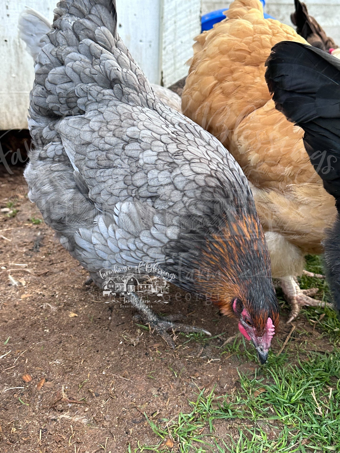 Rustic Eggers  - Hatching Eggs