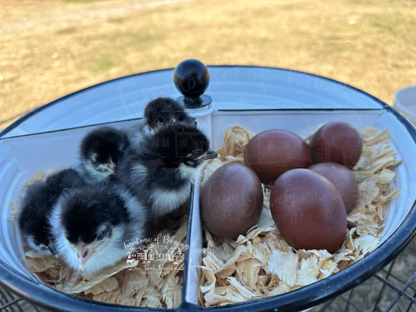 Black Copper Marans- Hatching Eggs