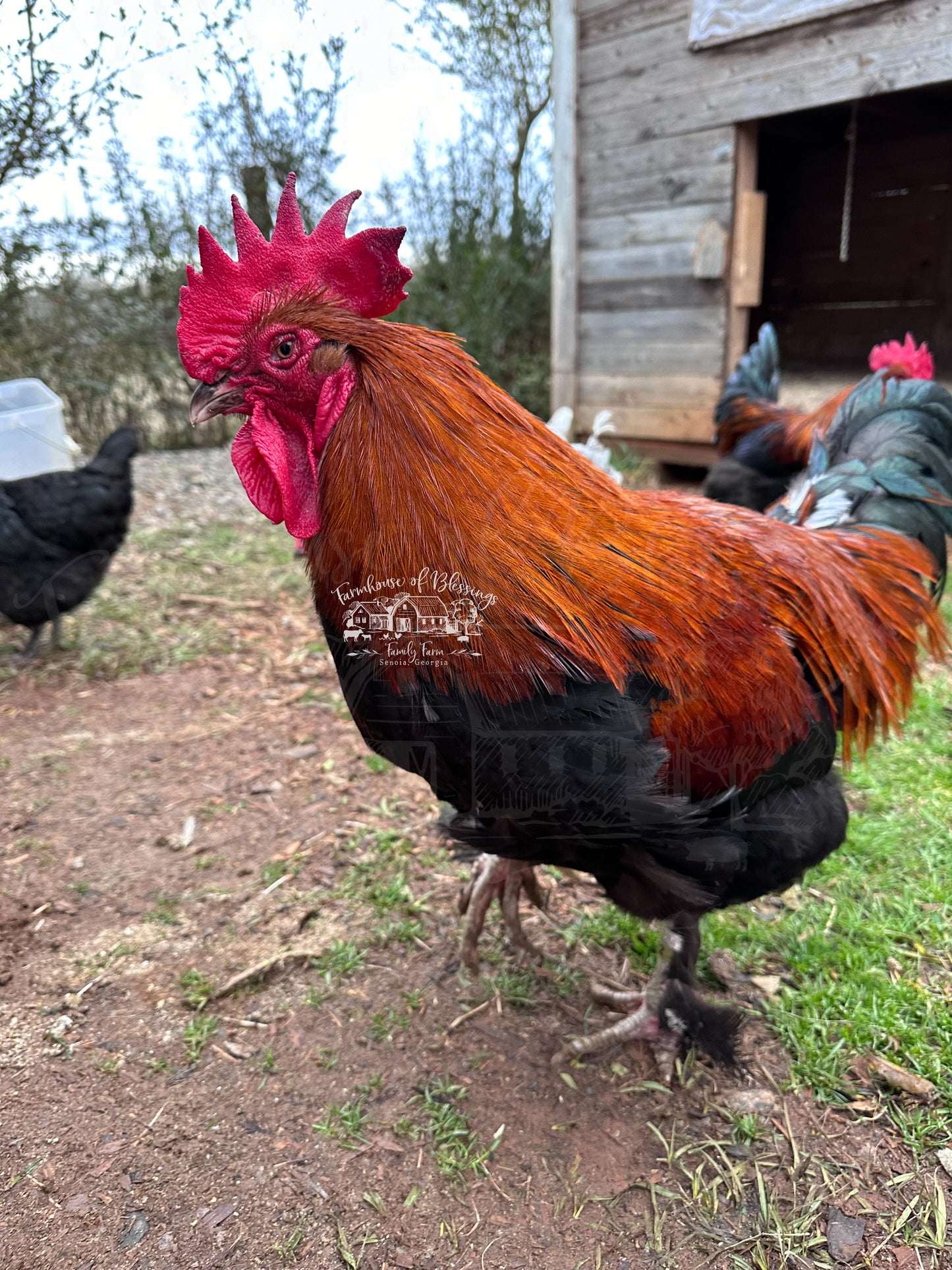 Black Copper Marans- Day Old Chicks