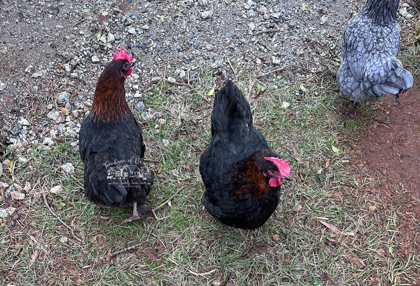 Black Copper Marans- Day Old Chicks