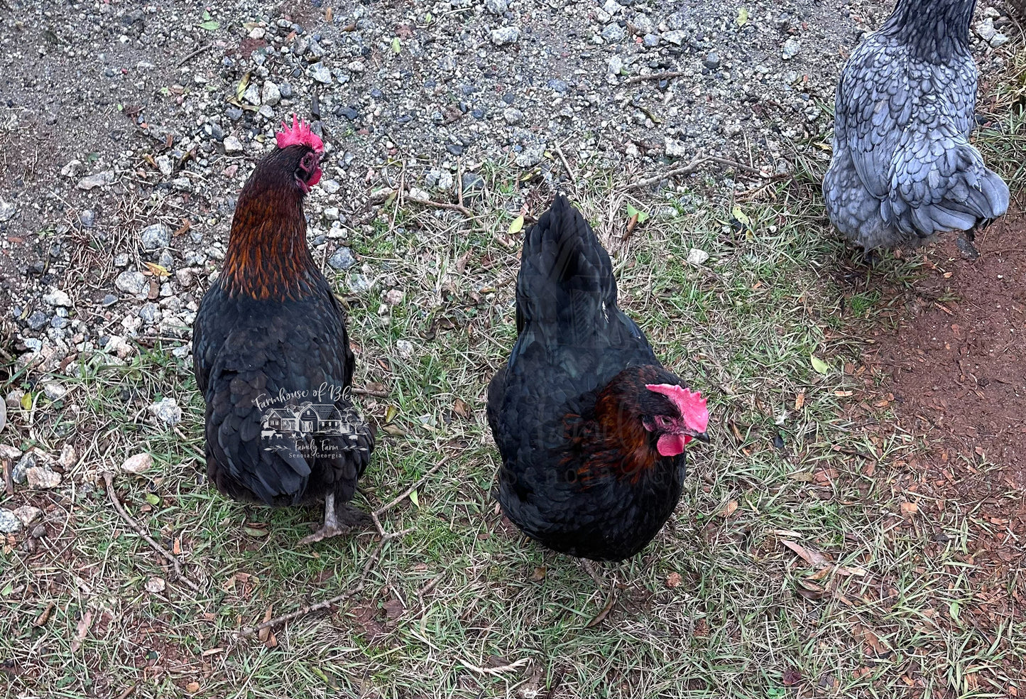 Black Copper Marans- Hatching Eggs