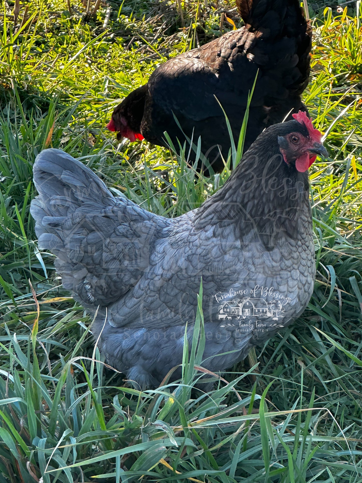 Rustic Eggers  - Hatching Eggs