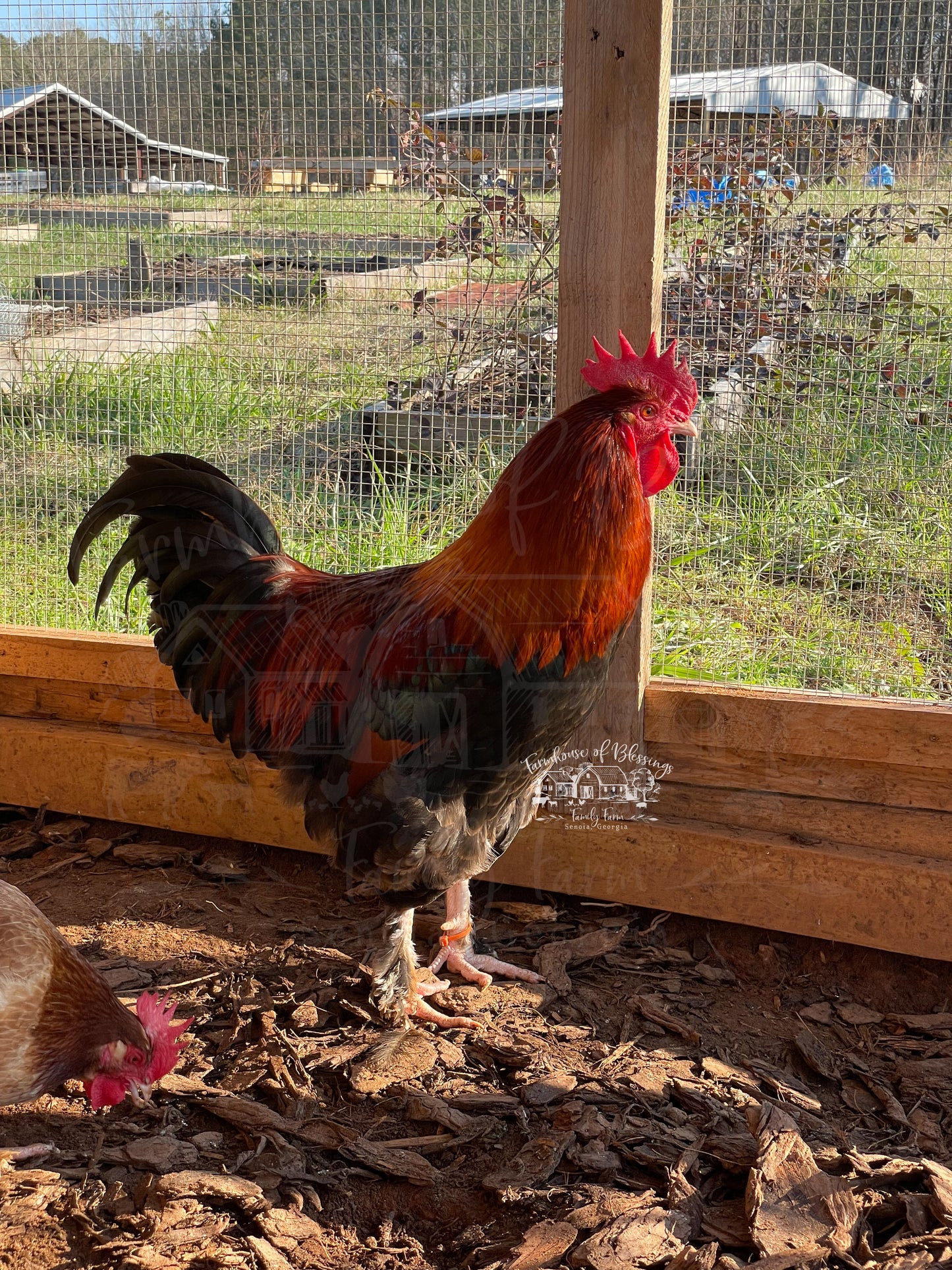 Wheaten Marans - Day Old Chicks