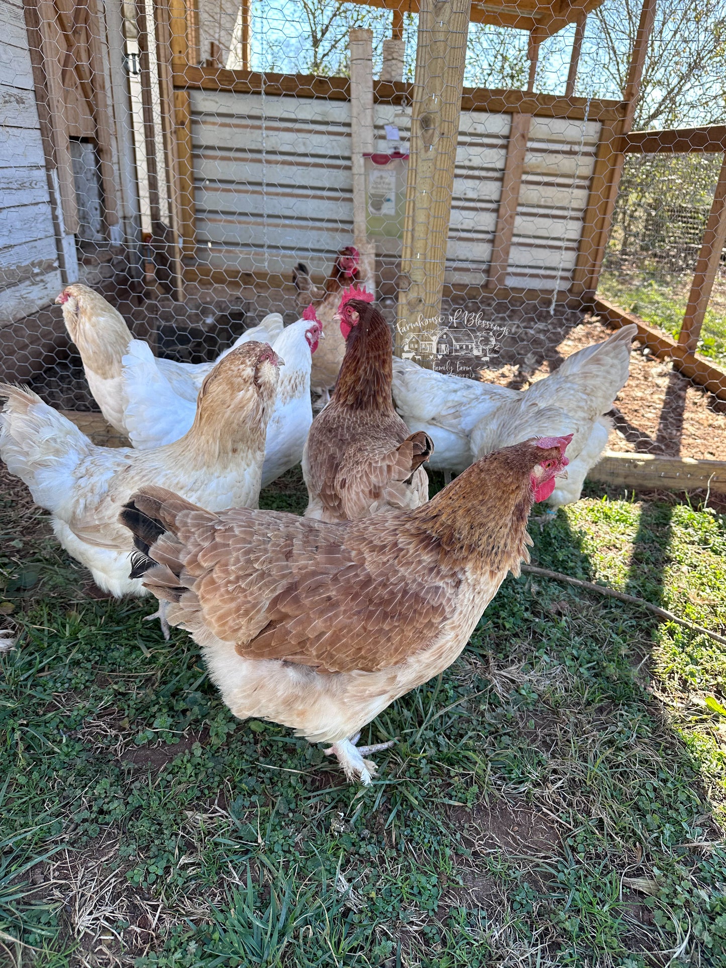 Wheaten Marans - Day Old Chicks