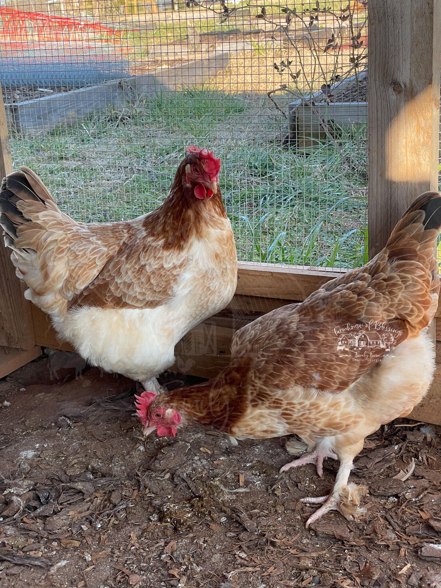 Wheaten Marans - Day Old Chicks