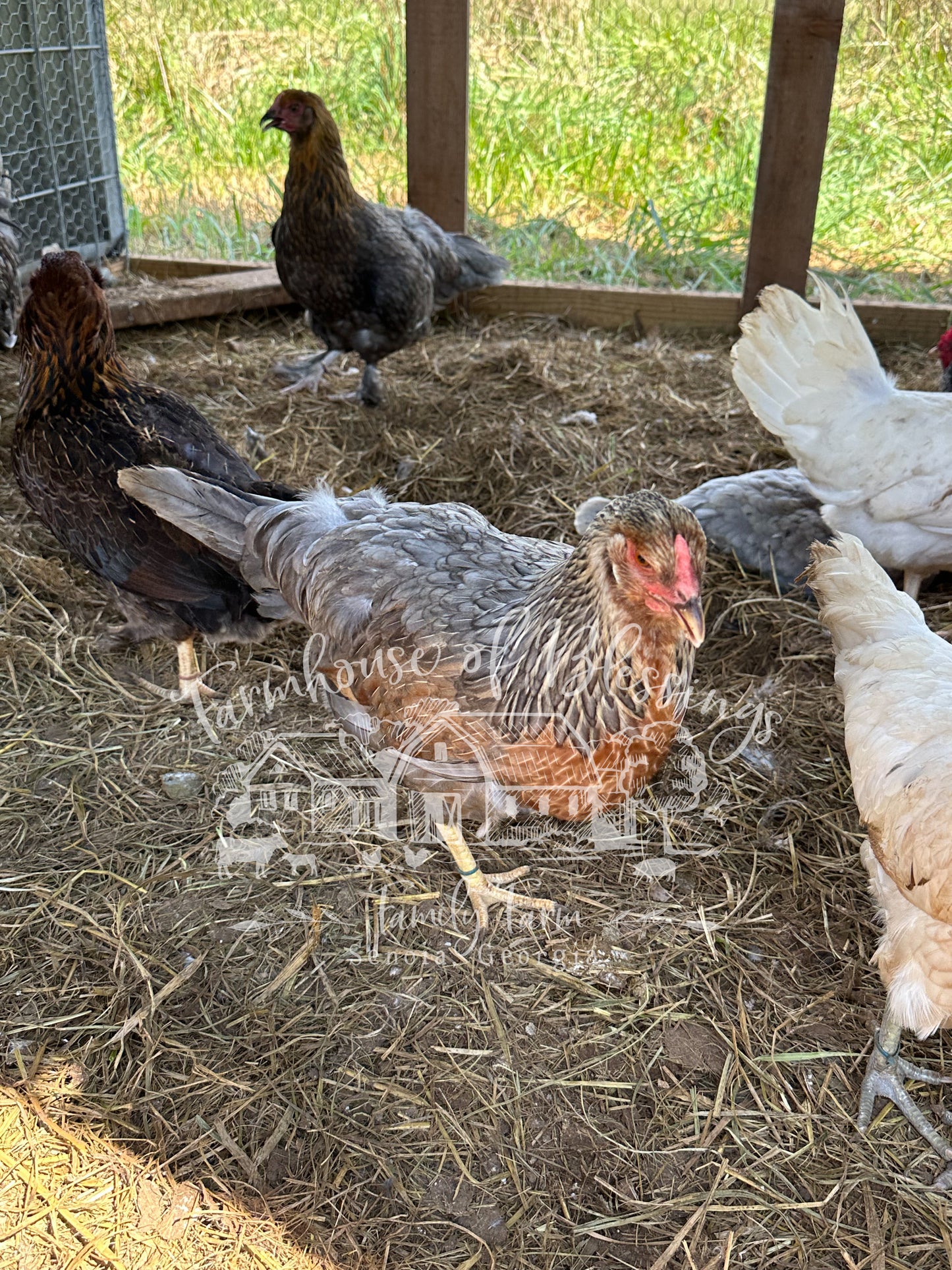 Whiting True Blue - Day Old Chicks