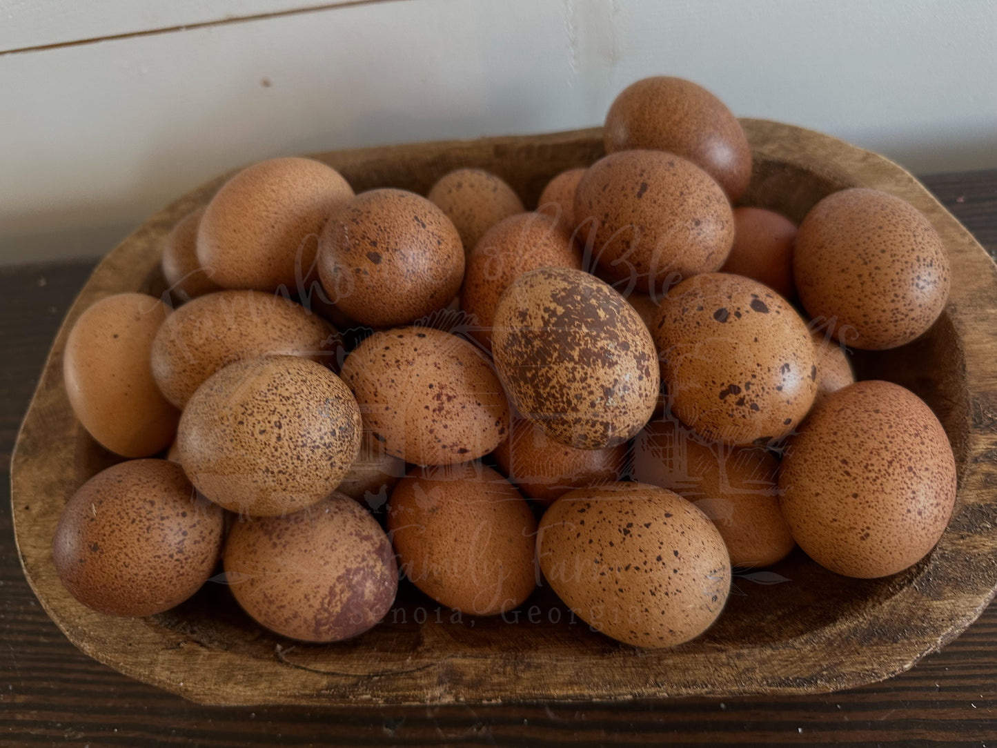 Welsummers - Day Old Chicks